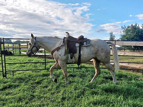 palomino-mare-for-sale