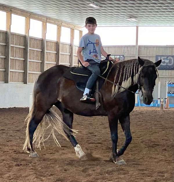 beginner-rocky-mountain-horse