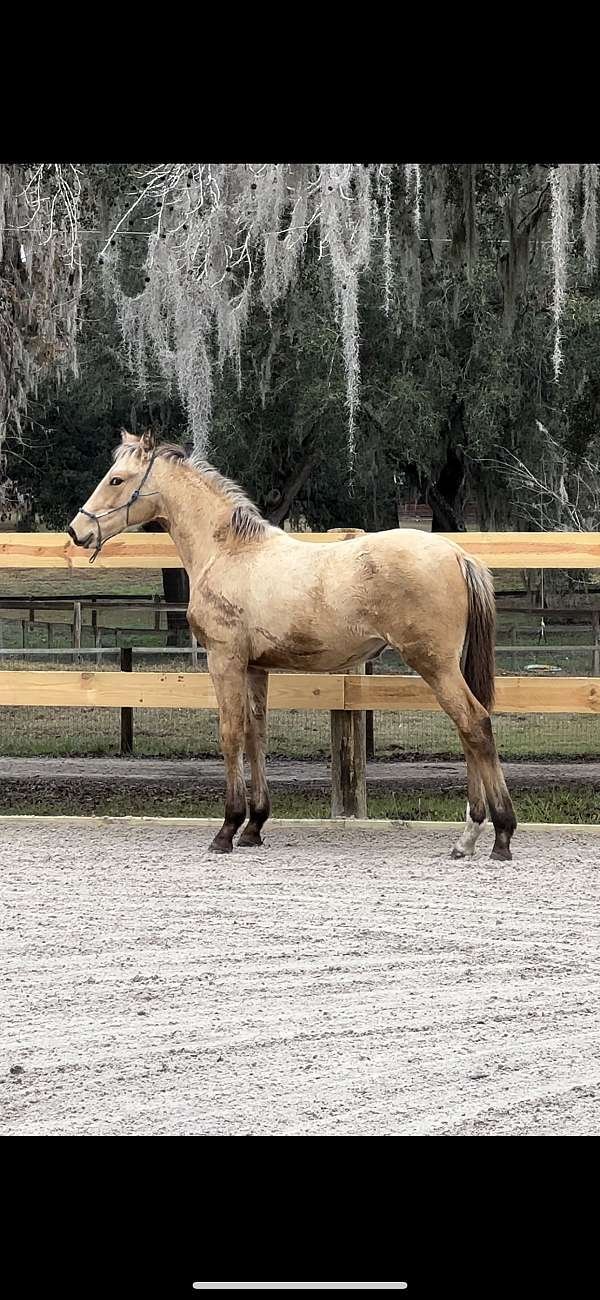 cremello-thoroughbred-filly