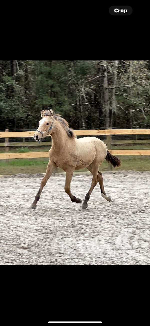 cremello-thoroughbred-mare