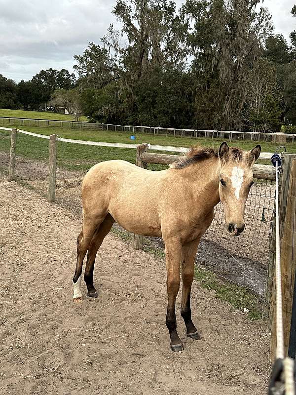 cremello-warmblood-filly