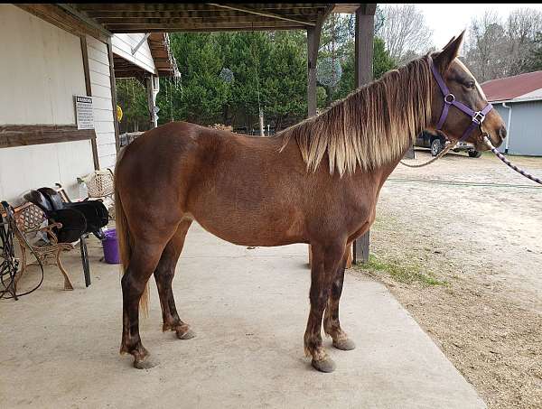 breeding-rocky-mountain-horse