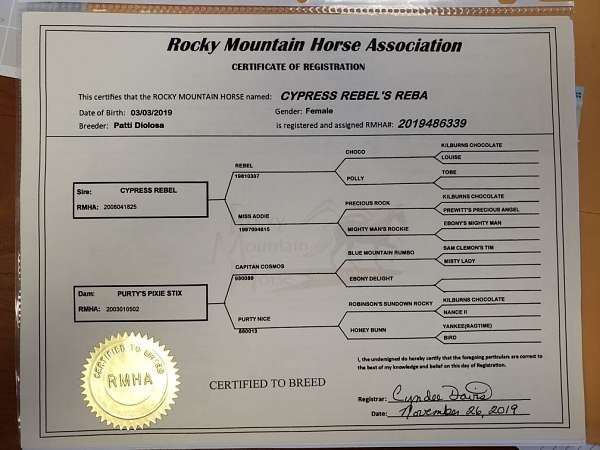 experienced-rocky-mountain-horse