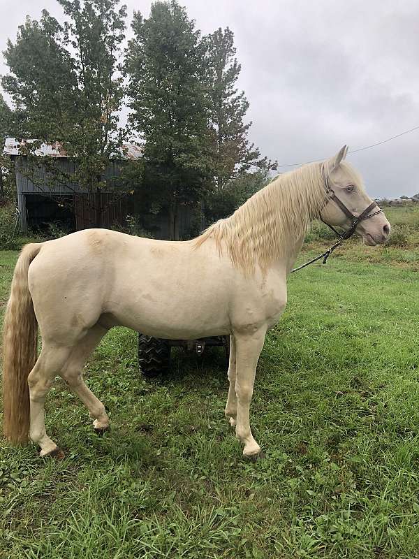 black-palomino-pony-stallion-foal