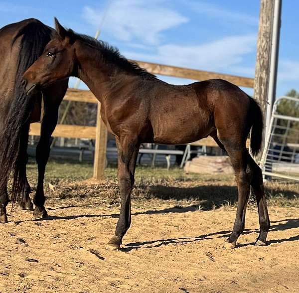 sporthorse-stallion-irish-draught-horse