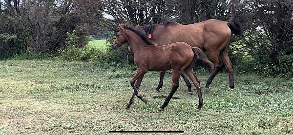 irish-draught-filly