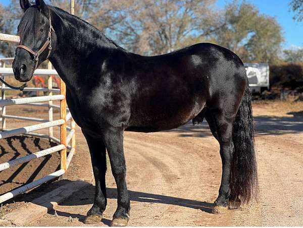 kid-safe-andalusian-friesian-horse