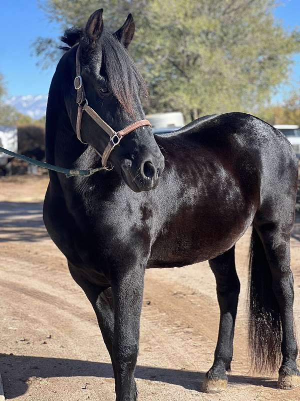 ranch-andalusian-friesian-horse