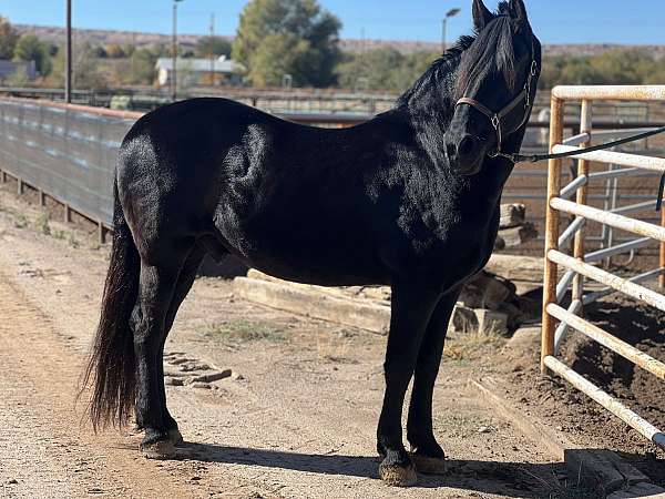 rodeo-andalusian-friesian-horse