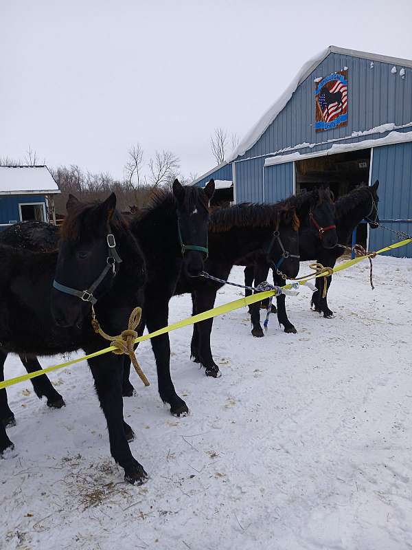 percheron-horse