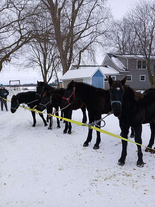 percheron-horse-for-sale