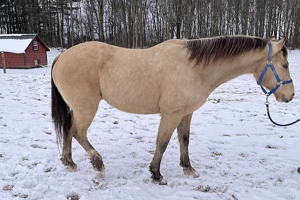 quarter-horse-gelding