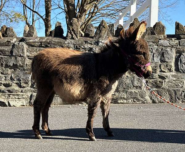 grey-miniature-yearling