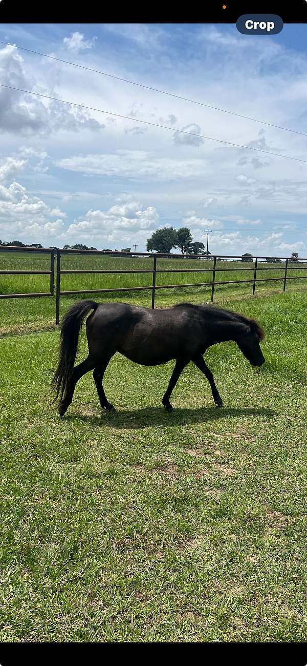 branded-miniature-horse