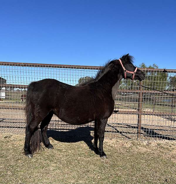 easy-breeder-miniature-horse