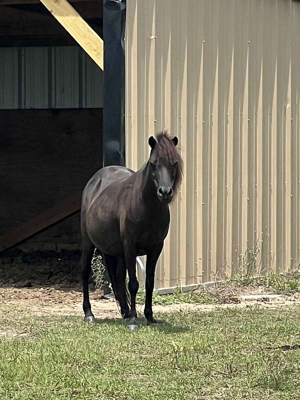 meadows-miniature-horse