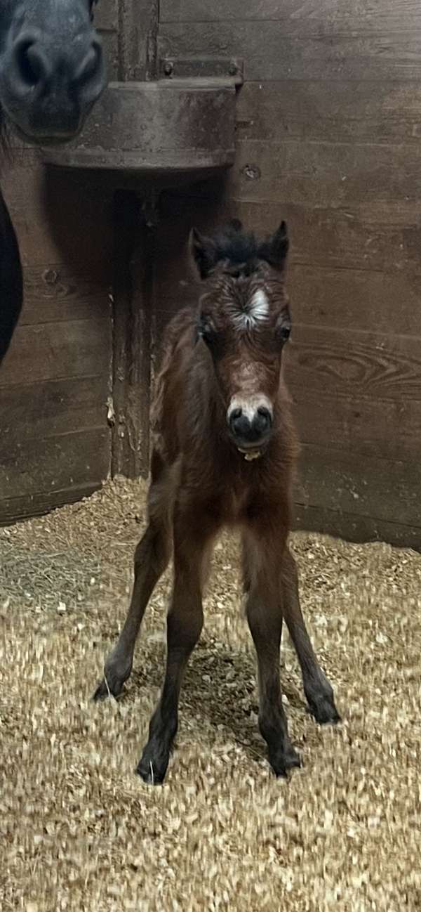 amhr-miniature-horse