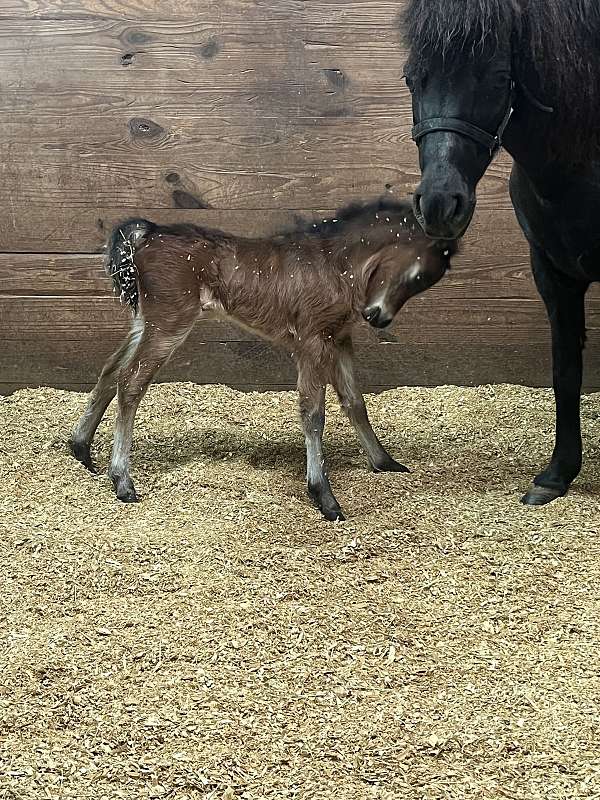 around-miniature-horse