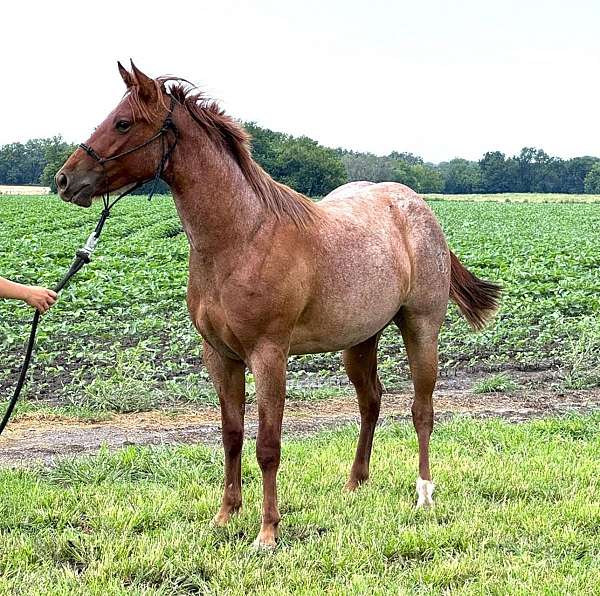 red-roan-roan-all-around-started-under-saddle-horse