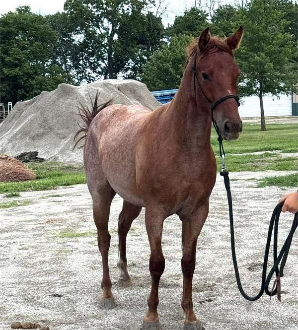 all-around-started-under-saddle