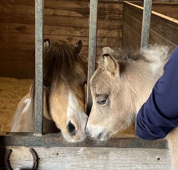 pinto-horse