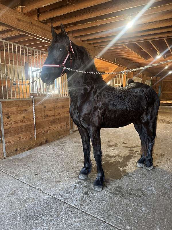 friesian-horse-for-sale