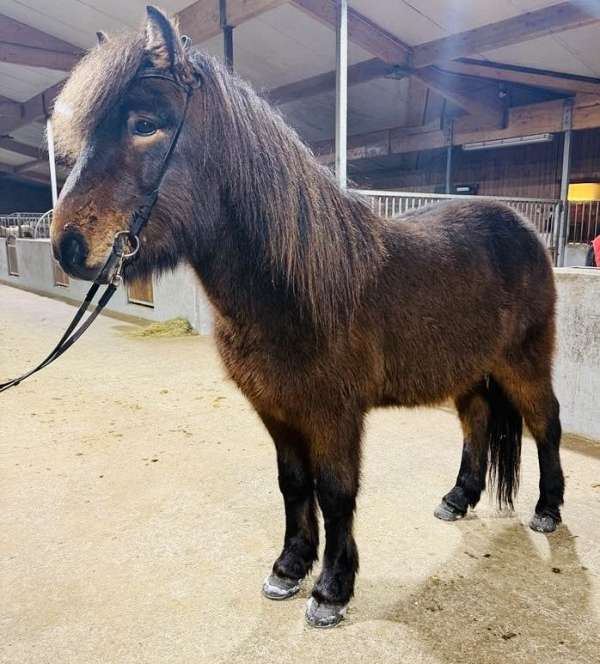 beginner-icelandic-horse