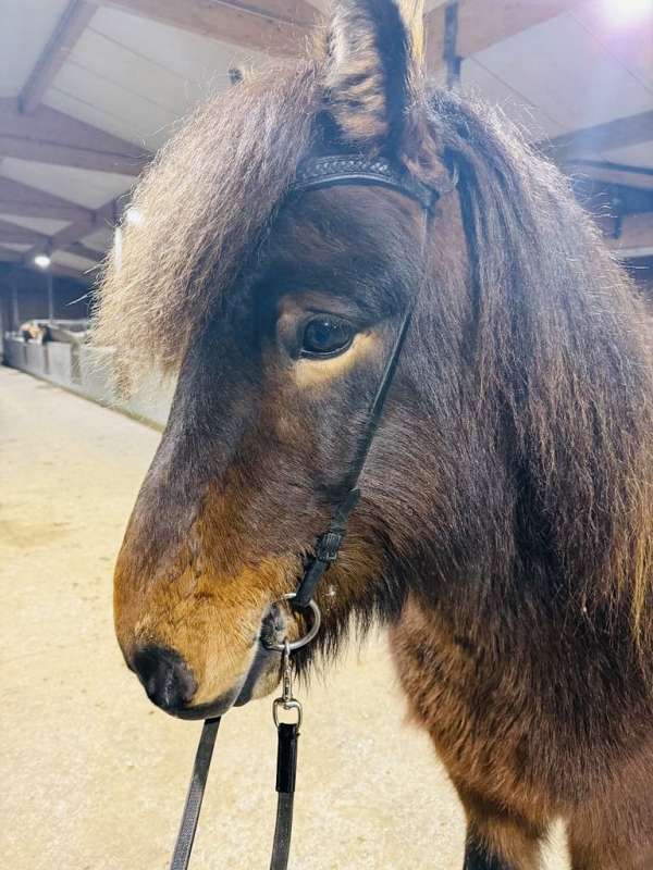 experienced-icelandic-horse