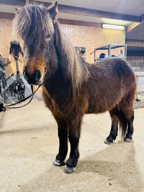 finished-icelandic-horse