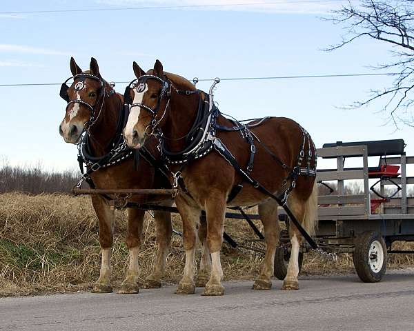 classical-draft-horse