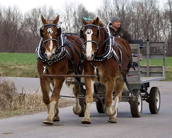 double-dilute-draft-horse