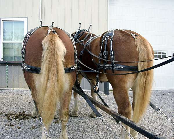 futurity-eligible-draft-horse