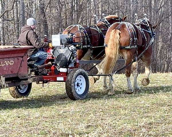 le-draft-horse