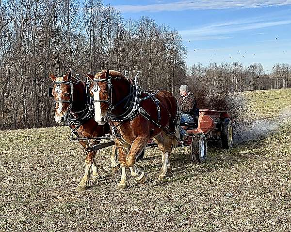 amish-gelding