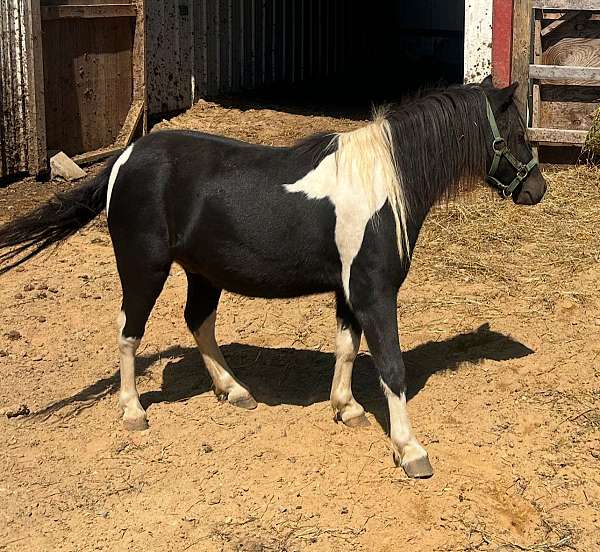 white-shetland-pony-gelding