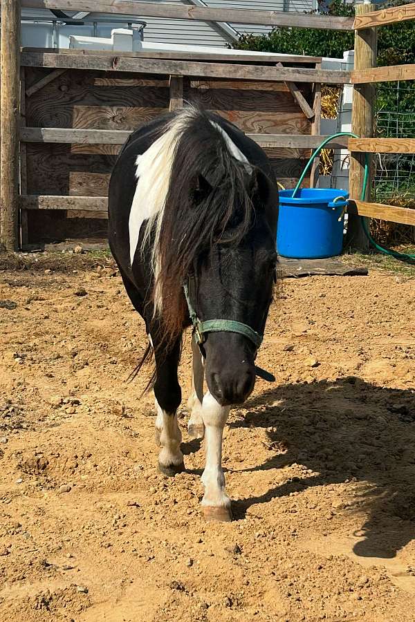 white-double-registered-pony