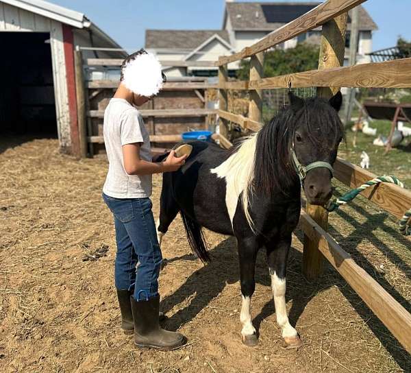 white-amha-gelding