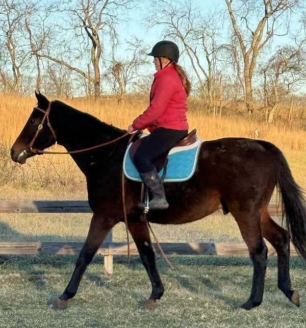 trail-thoroughbred-horse