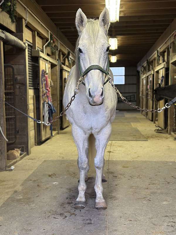 dressage-pole-gelding