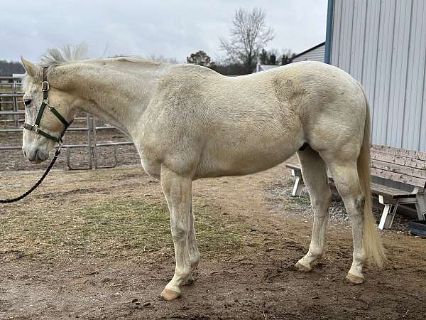 grey-dressage-pole-horse