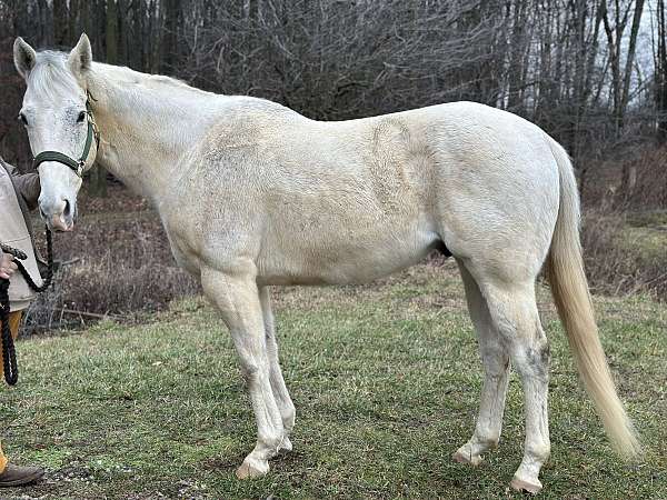 dressage-pole-horse