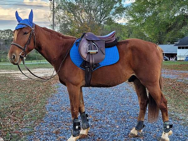 quarter-horse-for-sale