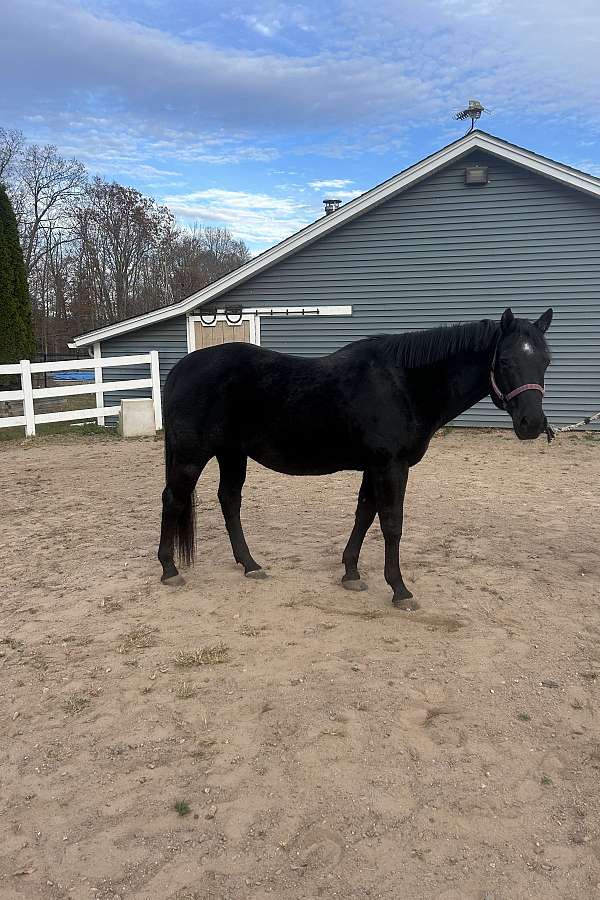 blue-roan-star-horse