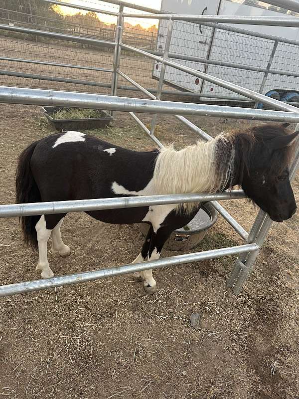 miniature-horse-for-sale