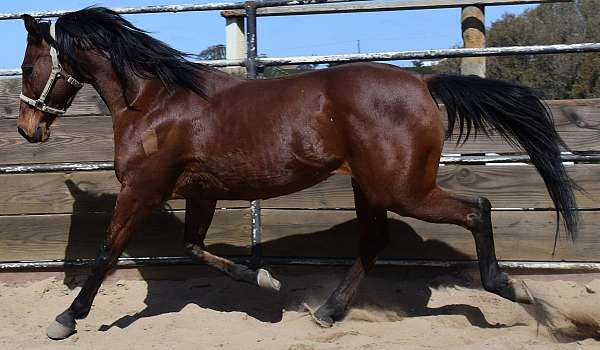 champ-arabian-horse