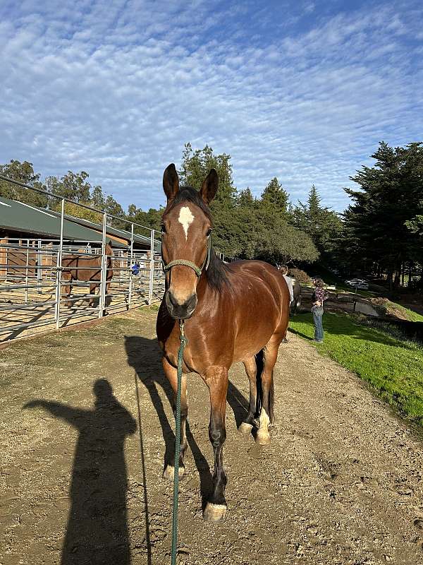 mustang-gelding