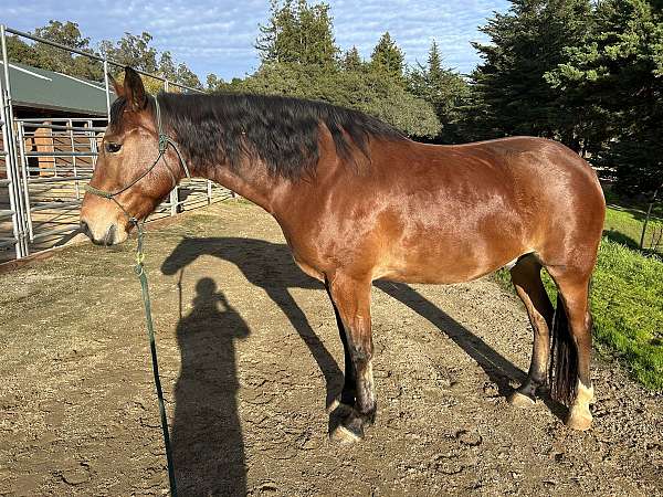 mustang-horse-for-sale