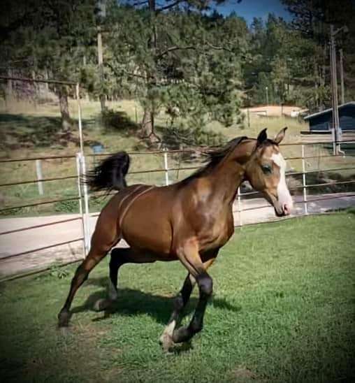 beautiful-color-half-arabian-horse