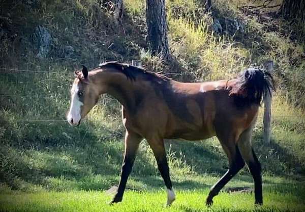 buckskin-gelding-half-arabian-horse