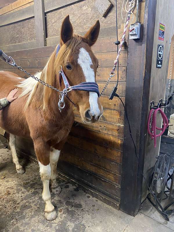 aqha-draft-filly-yearling